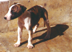 Newt 1 ms
