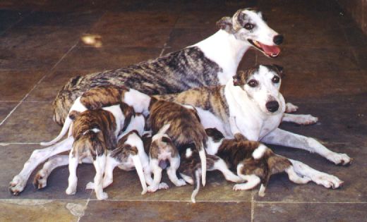 A famlia toda reunida!